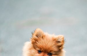 Kediler İçin Özel Mama Markaları ve Çeşitleri mamafabrikasi 1