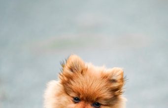 Kediler İçin Özel Mama Markaları ve Çeşitleri mamafabrikasi 1