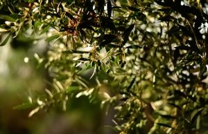 Doğal Lezzet ve Şifa Kaynağı: Ayvalık Erken Hasat Taş Kırma Soğuk Sıkım Sızma Zeytinyağı, Alıç Sirkesi ve Balzamik Fesleğen Sirkesi birellerzeytin4